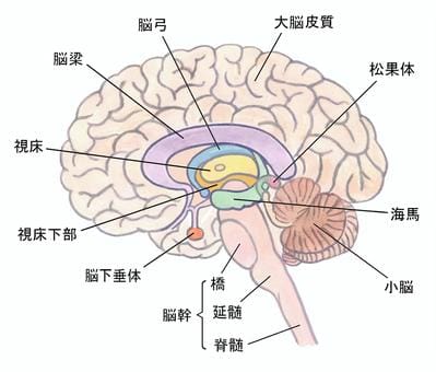 小脳サムネイル 戸田市 | 戸田公園 | 戸田パーソナルジム | 戸田市パーソナルジム | 戸田公園パーソナルジム
